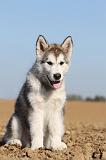 ALASKAN MALAMUTE 217